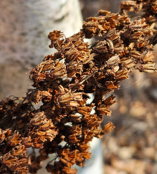 쉬땅나무 열매2