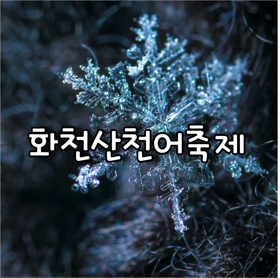 화천산천어축제