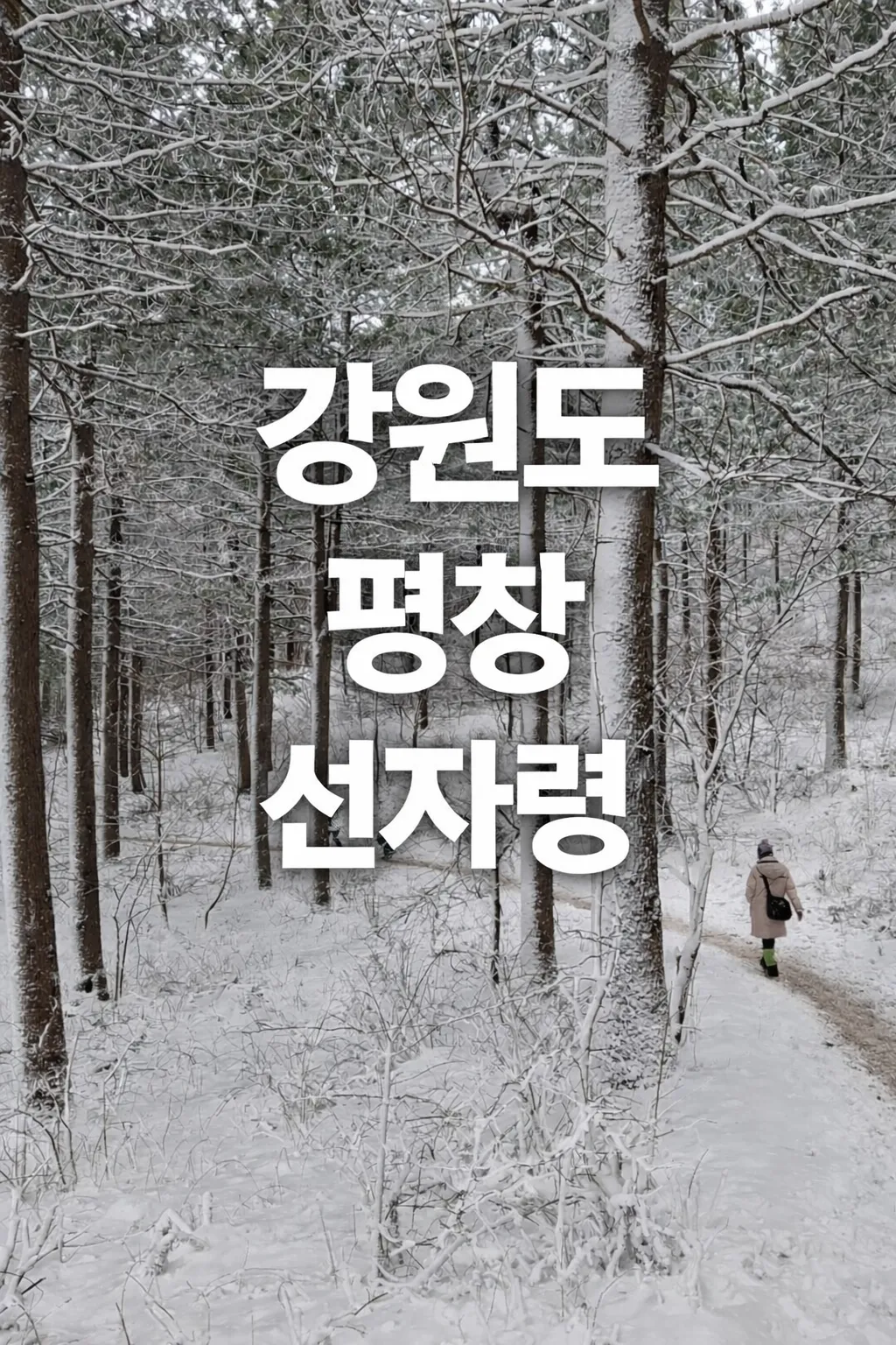 강원도 평창 바우길 1코스 대관령 선자령 트레킹 시간 교통 투어
