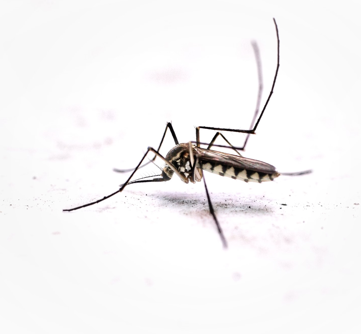 모기기피제 사용법