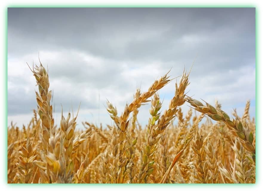 카무트와 귀리의 효능, 차이점, 부작용