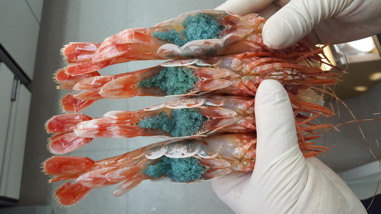 포란중인 독도새우.