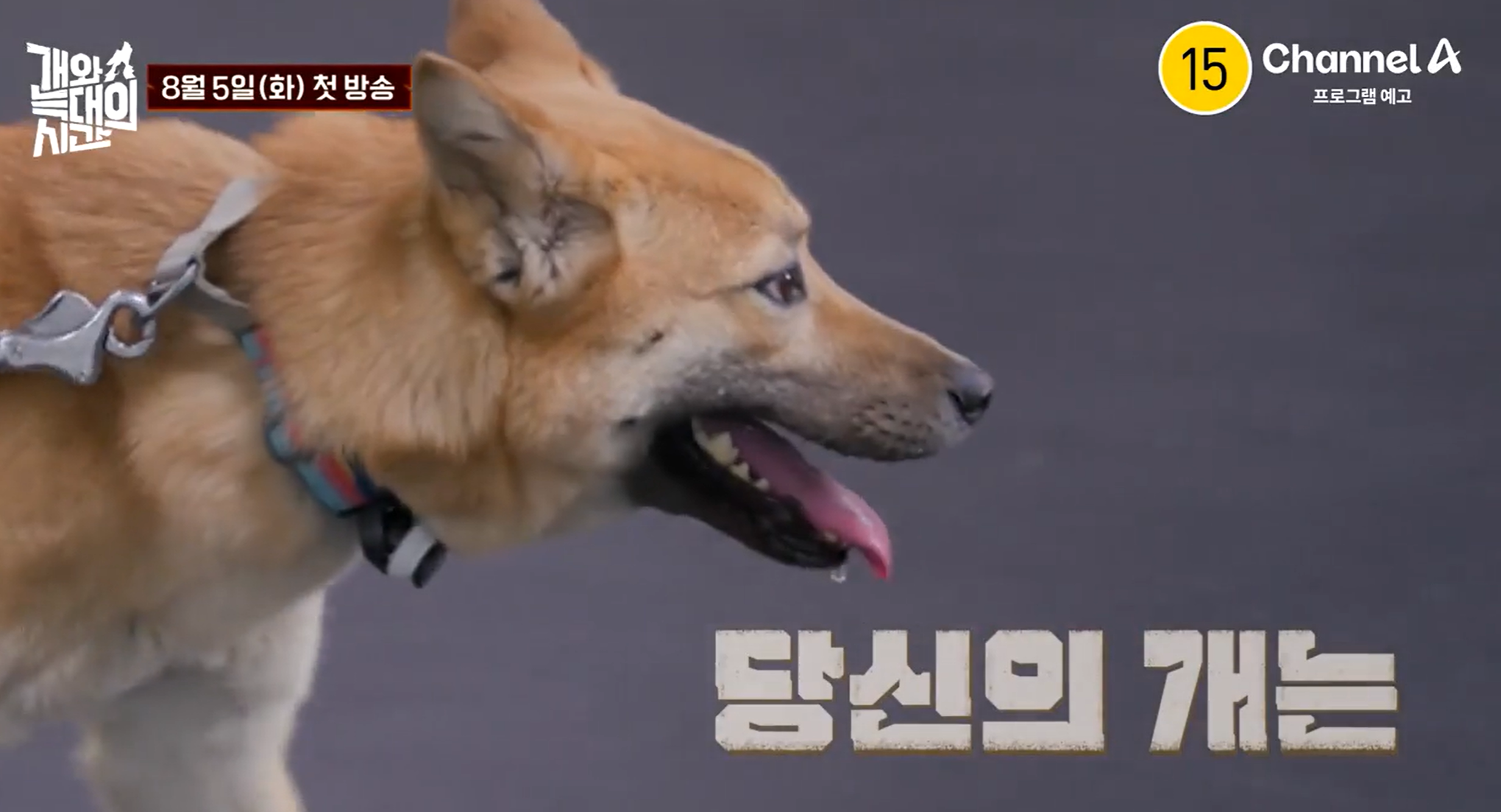 개와 늑대의 시간