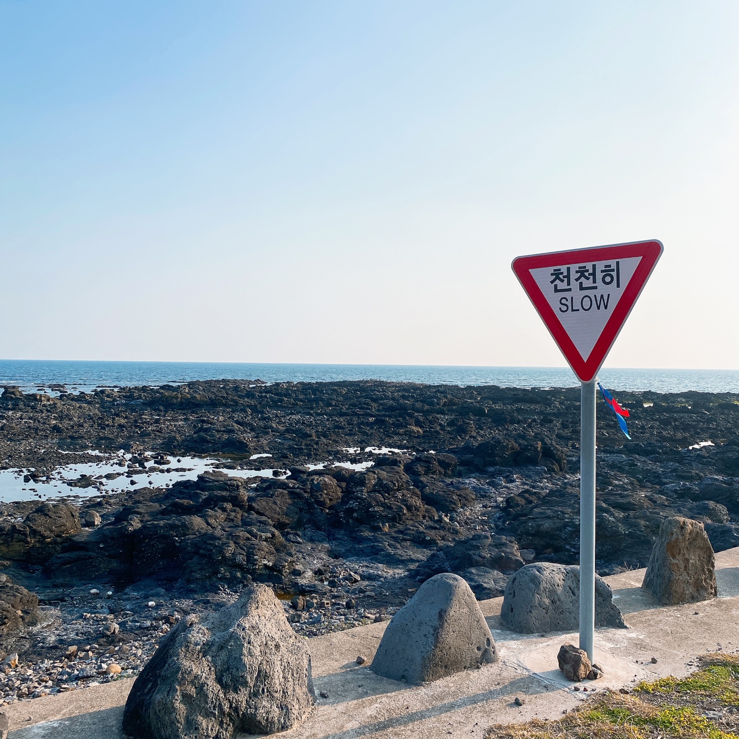 제주 안덕 유채꽃 포토존 오션뷰 카페 휴일로