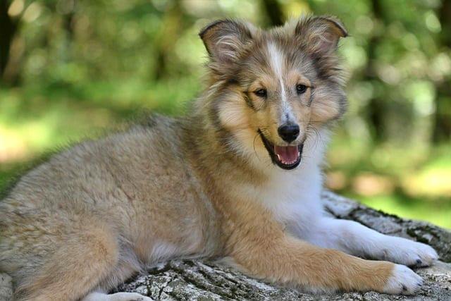 반려동물 등록과 비용, 자진신고로 과태료 피하기, 외장칩과 내장칩의 차이