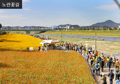 장성황룡강 가을꽃축제