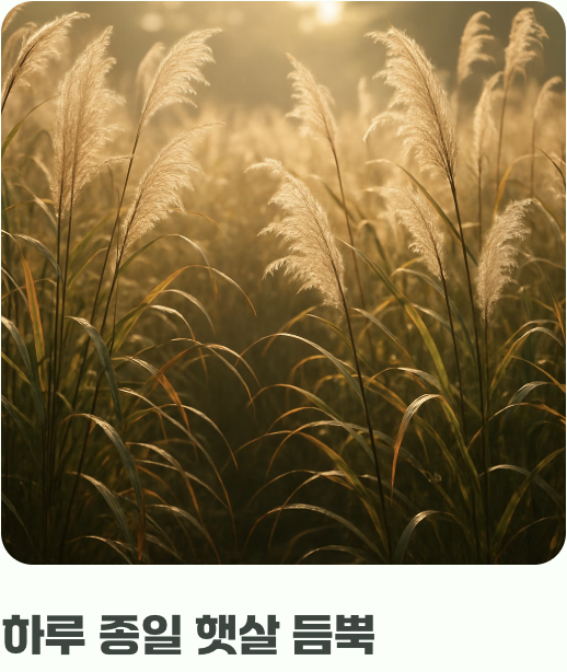 햇살을 향한 변치 않는 사랑