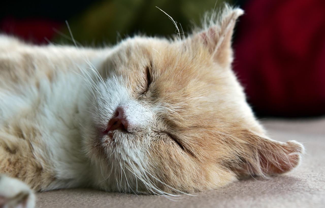 실내 고양이 흔한 피부 질환