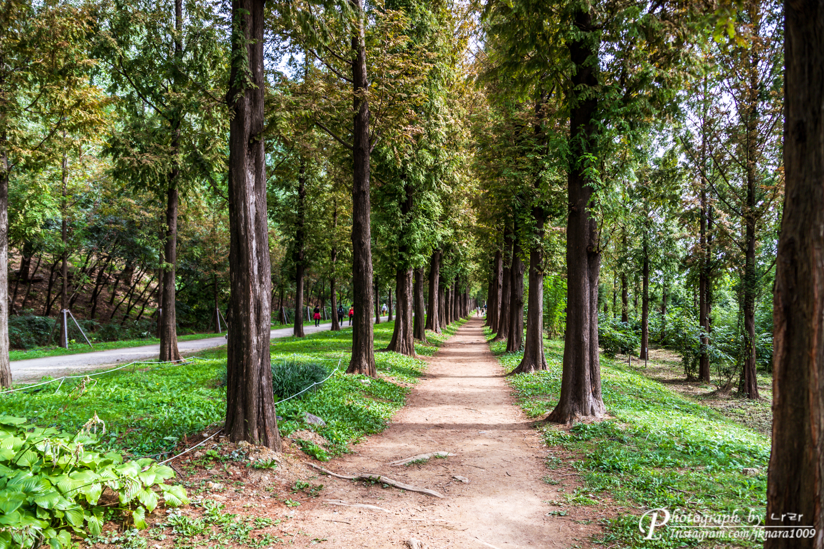 하늘공원 메타세콰이어길