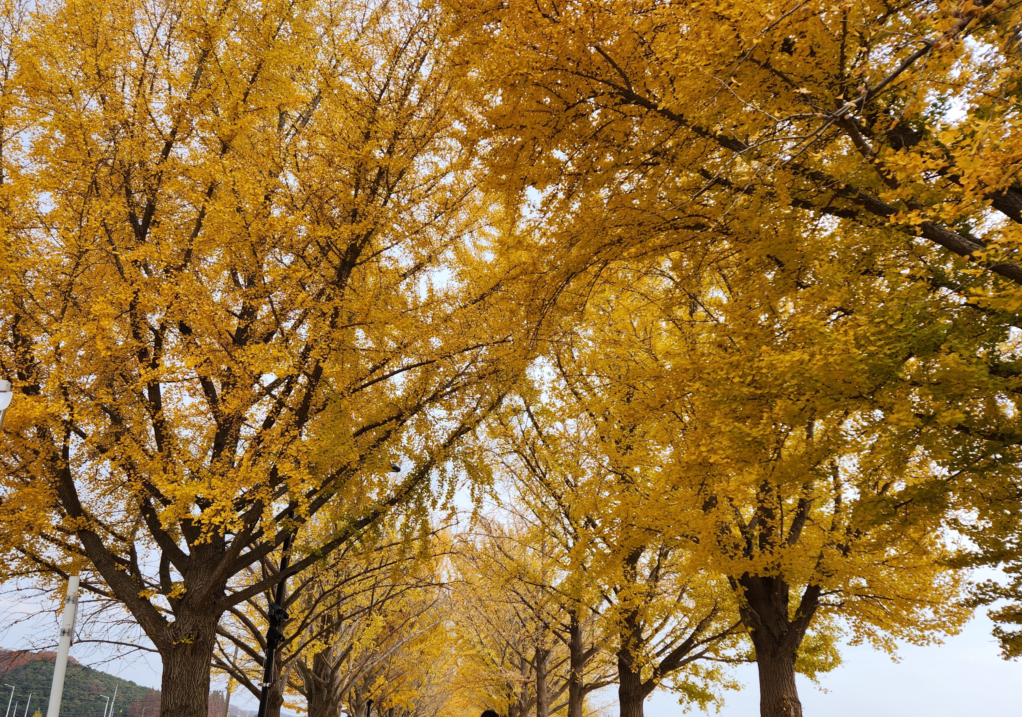 은행잎이 물든 가을 거리 산책로