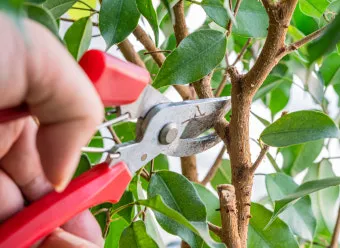 가지치기 요령 도구소독 새순유도 수형잡기 건강하게 키우기_2