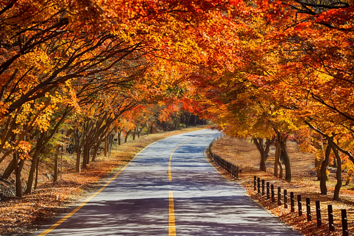 내장산 오색단풍길