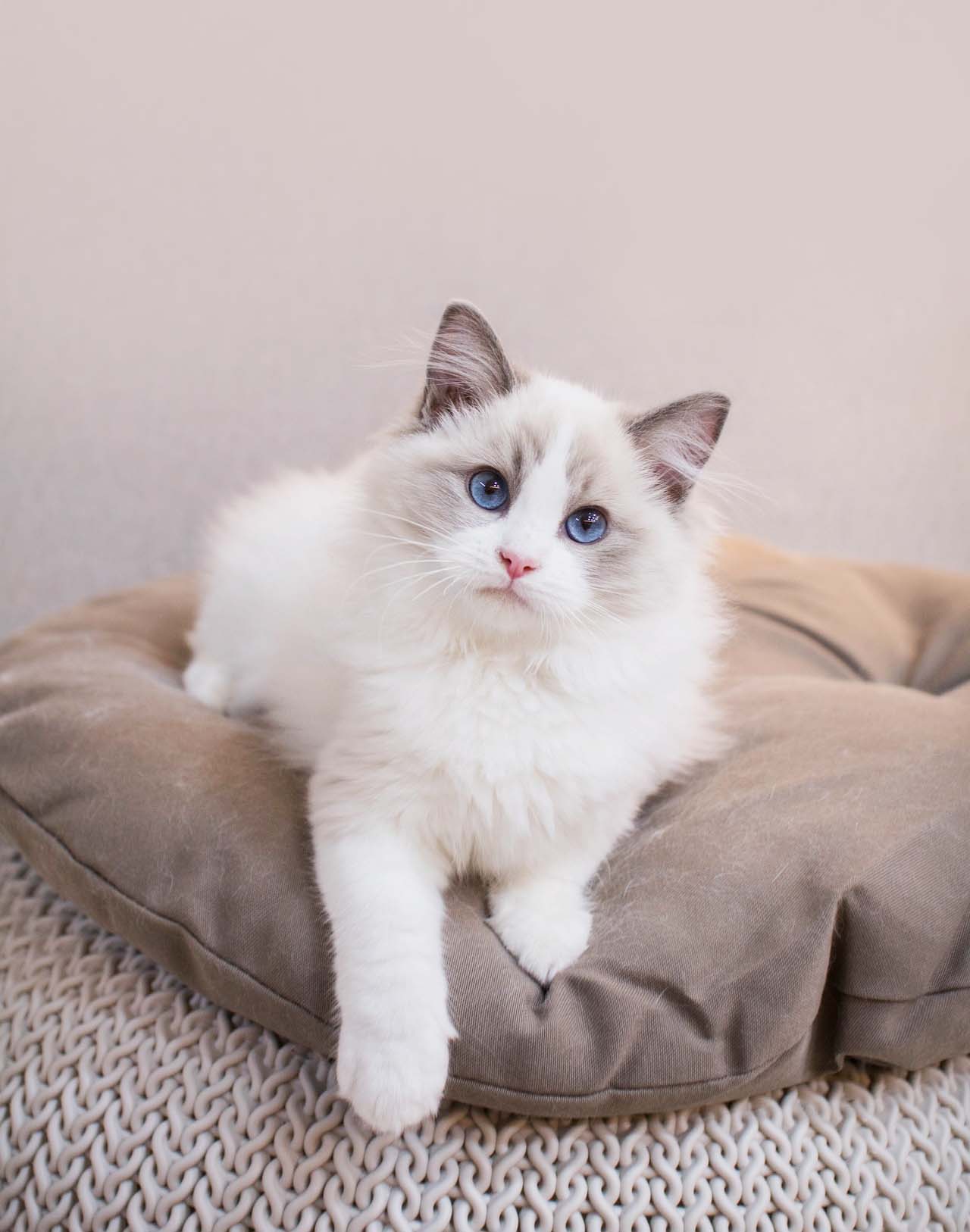 렉돌 고양이