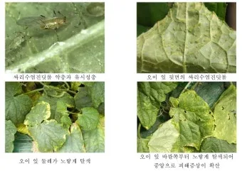 병해충 천적 활용 무당벌레 기생벌 끈끈이트랩 친환경 방제_22