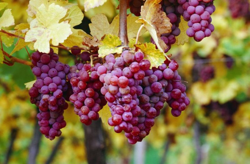 게뷔르츠트라미너(Gewürztraminer)