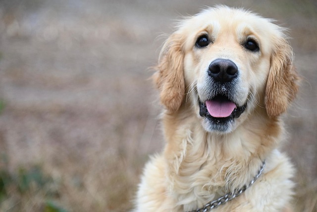 골든리트리버