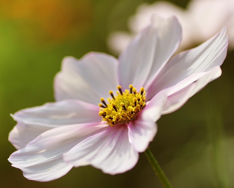 가을에 피는 꽃 종류 코스모스
