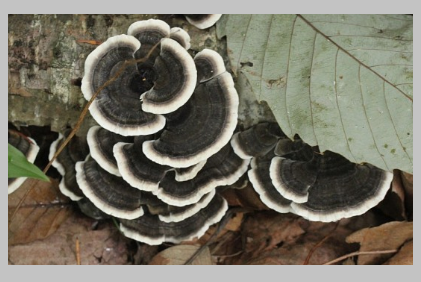 다이어트 식품 추천 송편버섯(근손실 방지)