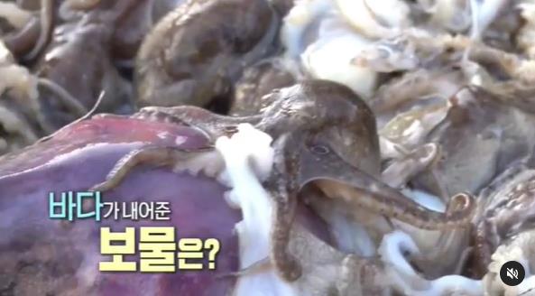 쭈꾸미
