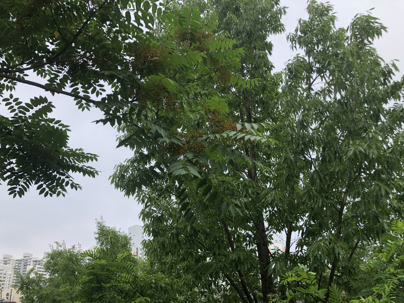 가죽나무 수형2