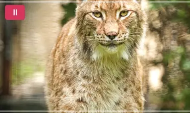 서울대공원-동물원-입장료-가격-할인-이용시간