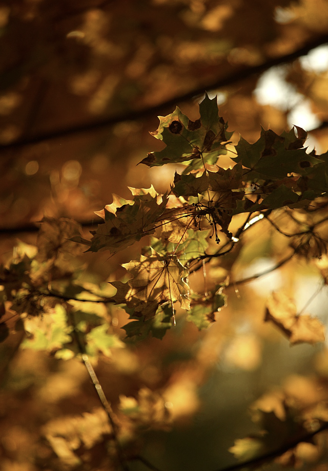 내장산 단풍절정시기