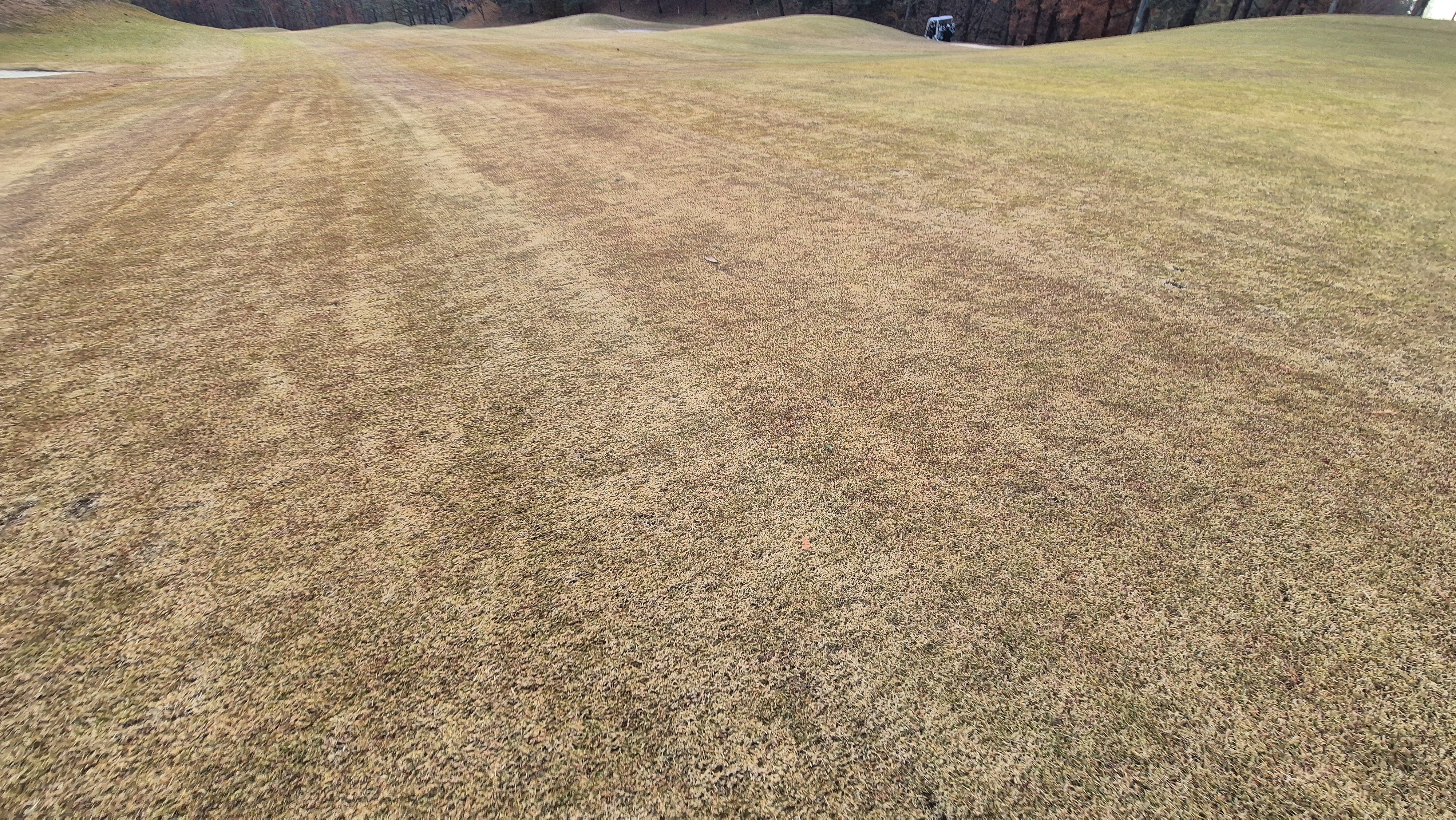 올데이 떼제베cc 가람-누리(서-남) 코스관리상태