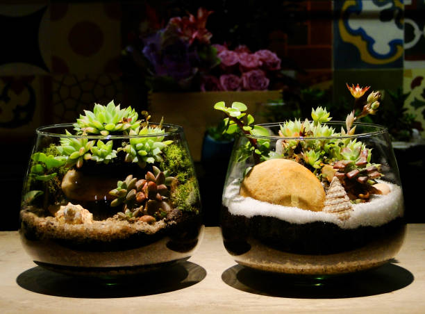 제주애기모람이 잎을 한꺼번에 떨어뜨리지 않는 구조적 특성