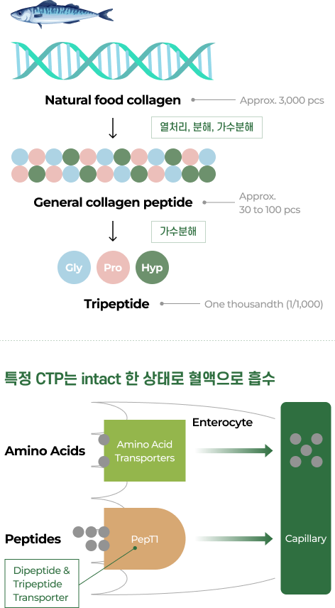 저분자콜라겐트리펩타이드