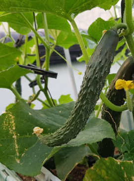 오이 심는 시기, 재배 방법, 모종 심기, 수확 시기 알아 보기