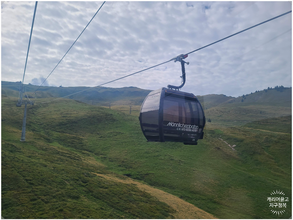 스위스 야생 마멋