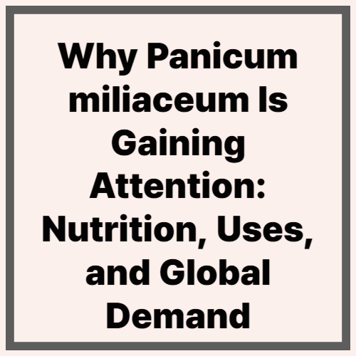 Why Panicum miliaceum Is Gaining Attention: Nutrition, Uses, and Global Demand