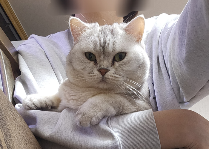 반려동물 사망 후 보호자가 해야 할 현실적인 절차