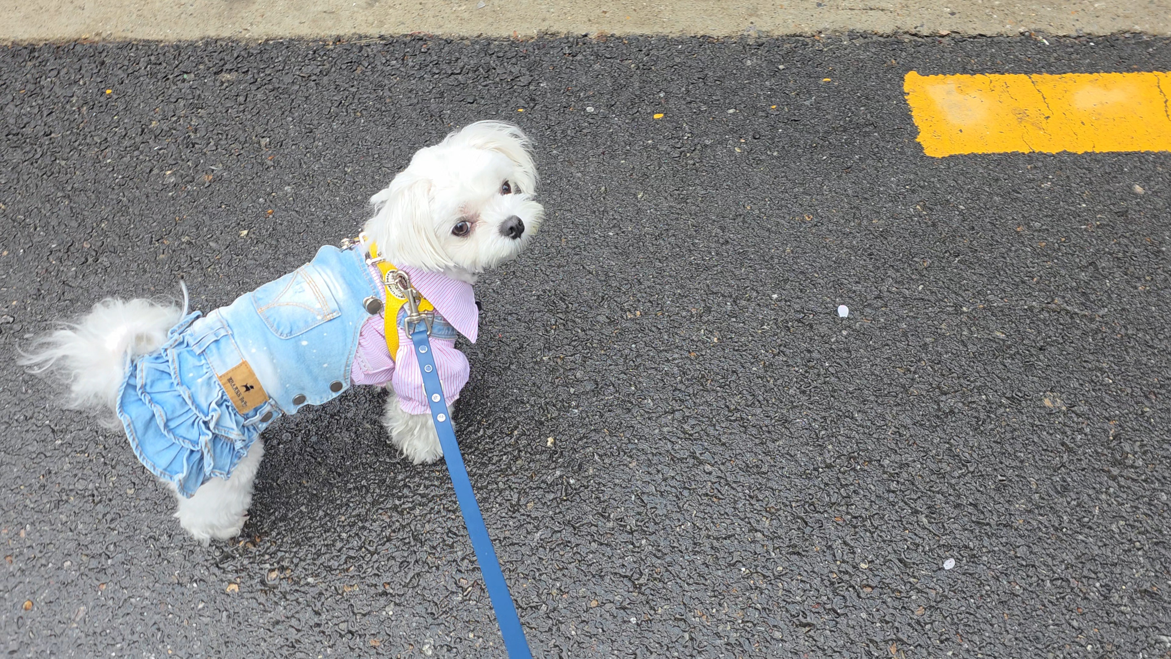 비오는 날 산책중