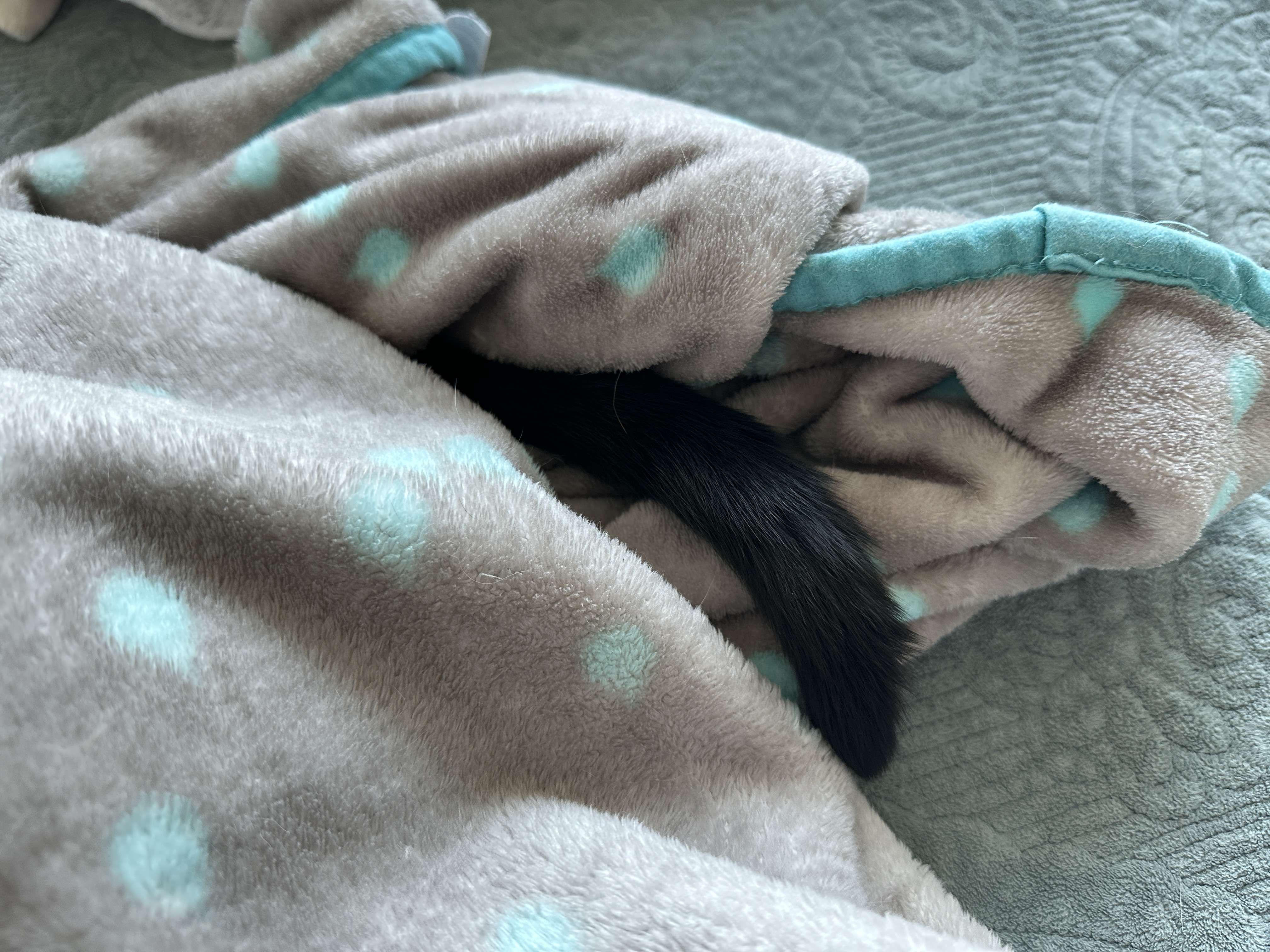 담요_아래에_미처_숨기지_못한_건이_꼬리