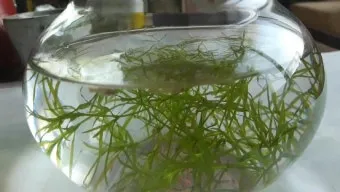 구피 키우기와 건강하게 번식시키는 팁_5