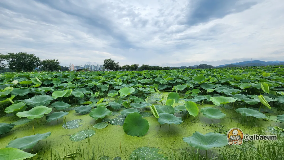 시흥시-연꽃-테마-파크