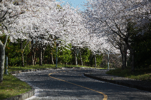 제주숨은벚꽃명소