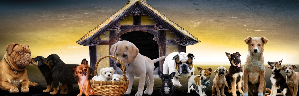 강아지 질병 및 고양이 질병 증상