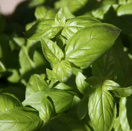 바질 효능 부작용 고르는법 요리 먹는 방법 허브