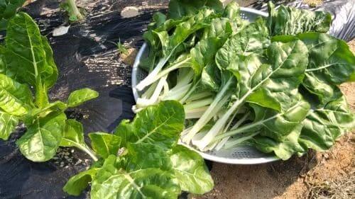 근대-청근대-백경근대-먹는법