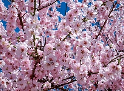 진해군항제 무료 셔틀버스 노선도, 기차 예매 꿀팁