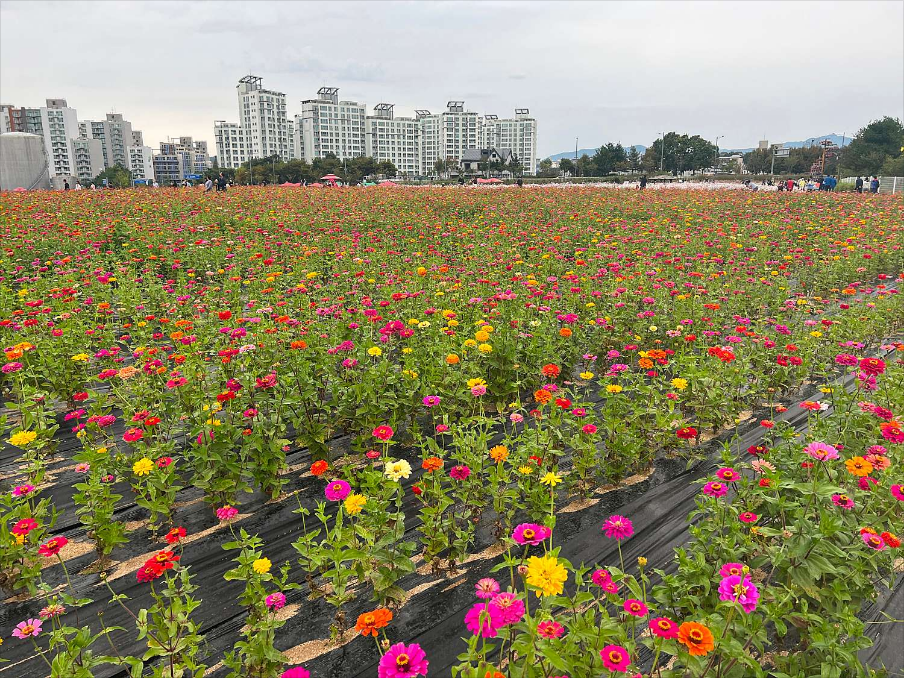 양주 나리공원(농원) 천일홍 축제_꽃