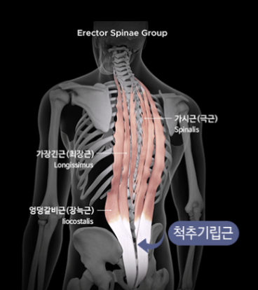 등 운동(Back Workout)에 대한 모든 것,