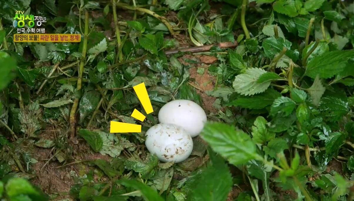 생생정보통 생활의 발견 전국 수확여행 함양의 보물 파란 알을 낳는 청계 청계알