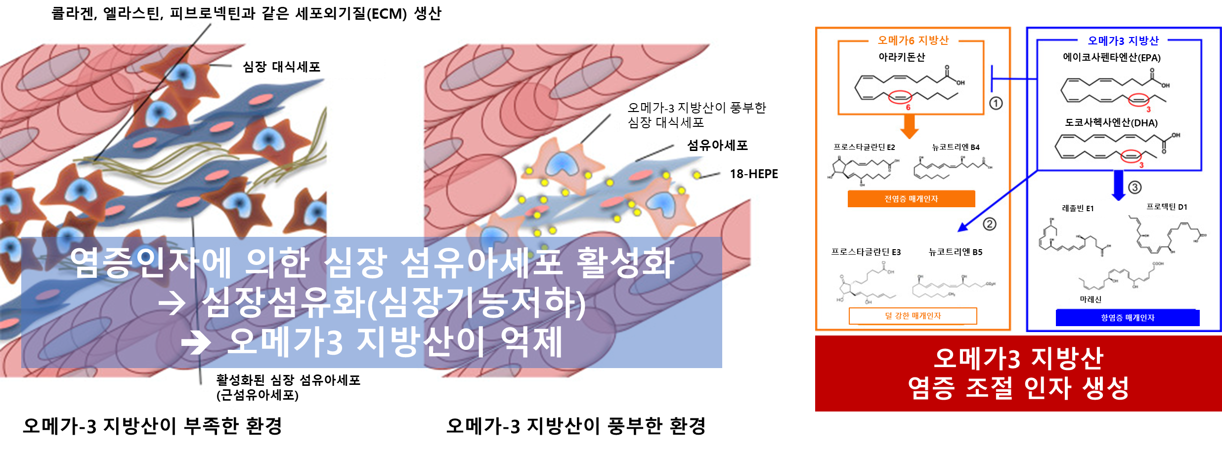 오메가3 지방산의 염증 조절 인자 생성