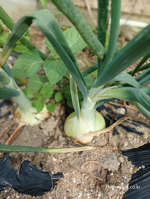 밭에서 재배 중인 신선한 양파, 혈액 건강과 고지혈증 관리에 도움이 되는 양파 효능