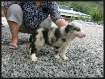 보더콜리분양가 2024년 가격 정보와 분양 팁_18