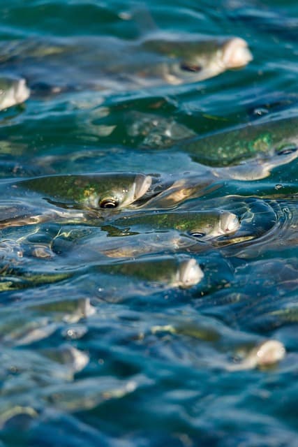 기후 변화로 인한 생물종 이동과 생태계 변화