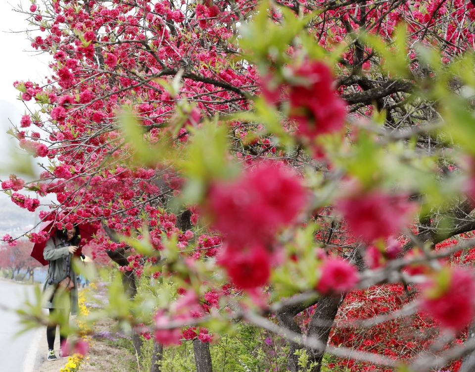 금산 홍도마을 제 14화 축제 기본일정과 특징 소개 